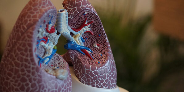 Introduction to the Respiratory System - Product Image