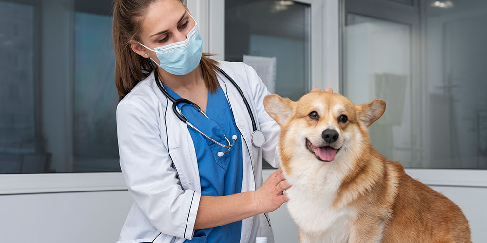 Veterinary Support Assistant