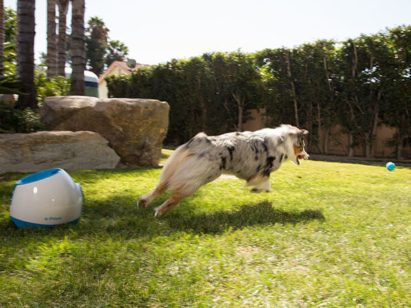 ball launcher for large dogs