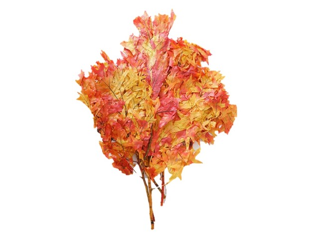 Homvare Transparent Preserved Fall Oak Leaves 5 Pieces Oz Artificial Ornament for Fall, Thanksgiving, Halloween, Party and Wedding Decorations