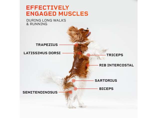 PawRunner Dog Treadmill for Small & Medium Dogs