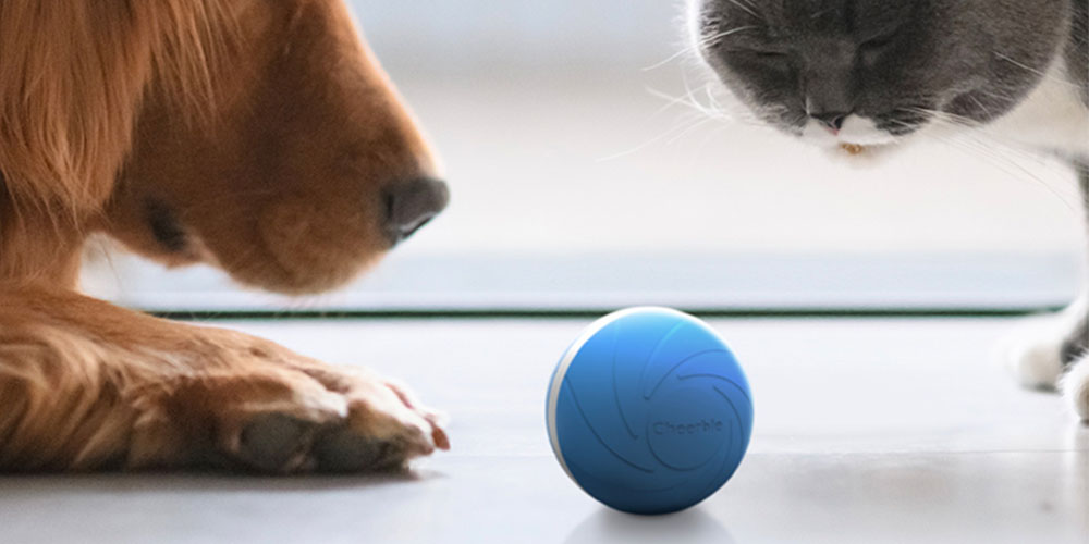 Wicked Ball: Interactive Toy