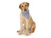 Mechaly Paisley Cotton Dog Scarf Triangle Bibs  - XL & Washable - Grey