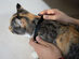 KiTiDOT: The Amusing Cat Collar Toy (2-Pack)