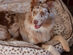 BuddyRest Lynx Lounger Vegan Fur Dog Bed (Medium)