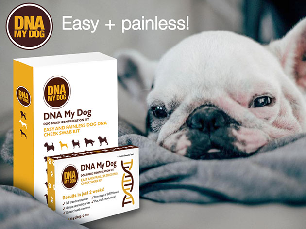 DNA My Dog NextGen: Canine Breed Identification PLUS Genetic Age Test