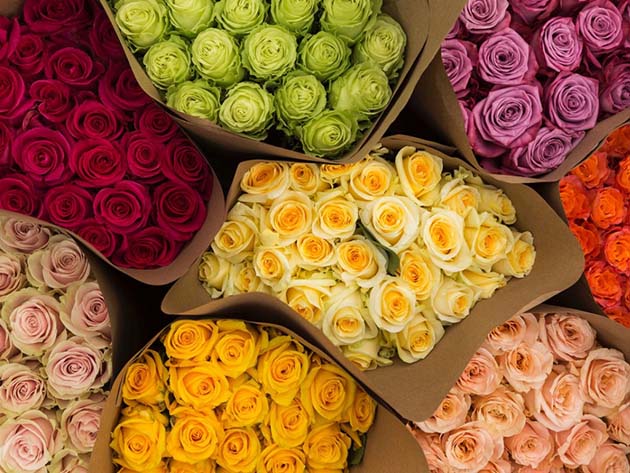 Get 2 Dozen (24) Farmer's Color Choice Roses for Only $49.99 Shipped!