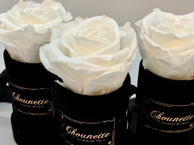 Preserved Rose Set of 3 for Only $29.99 Shipped!