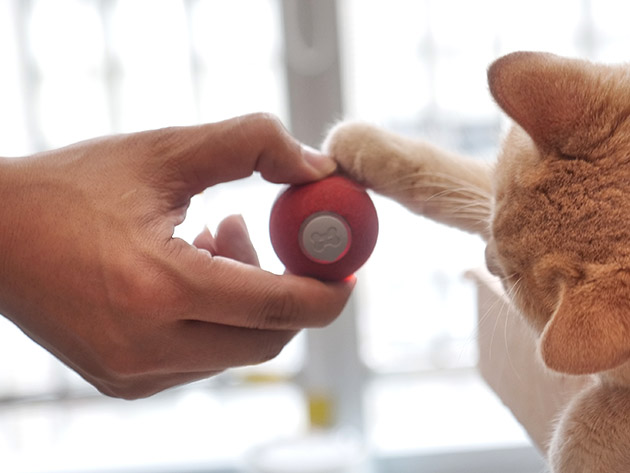 Cheerble Ball: Interactive Toy for Cats