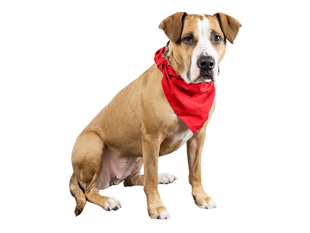Mechaly 4 Pcs Plain Cotton Pets Dogs Bandana Triangle Shape  - Large & Washable - Red