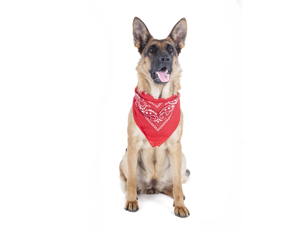 Balec Paisley Polyester Pets 6 Pack Dogs Bandana Triangle Shape  - Oversized - Grey