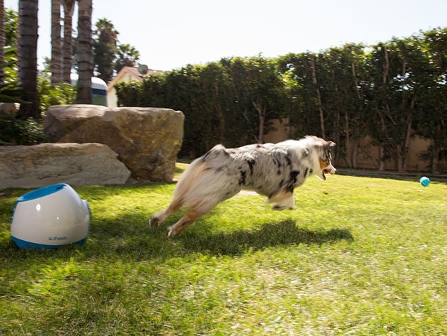 iFetch Too: Automatic Ball Launcher for Large Dogs