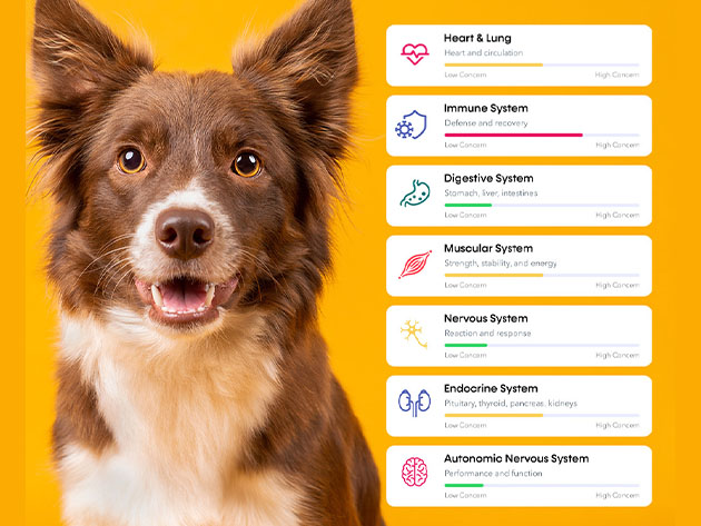 Dog Wellness Test Kit (4-Pack)