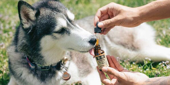 Natural Remedies for Health & Dog Training - Product Image