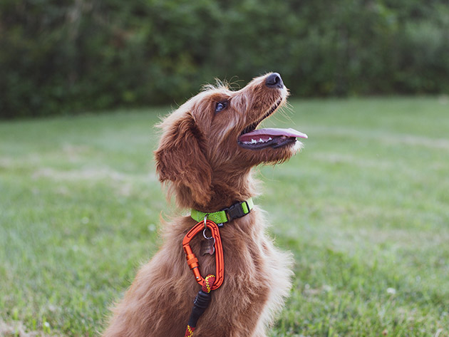 Dog Training Essentials Course