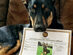 DNA My Dog Breed Identification Test + $20 Store Credit
