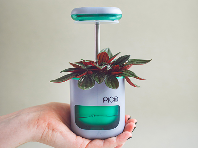 PICO Planter Herb Garden (Sea Green)