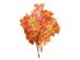 Homvare Transparent Preserved Fall Oak Leaves 5 Pieces Oz Artificial Ornament for Fall, Thanksgiving, Halloween, Party and Wedding Decorations