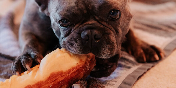 BARF: Feed Your Dog a Raw Diet - Product Image