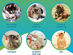 5Strands Pet Food & Environmental Intolerance Test