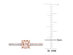 3/5 Carat (ctw) Morganite Ring  in 10K Rose Pink Gold with Diamonds - 9