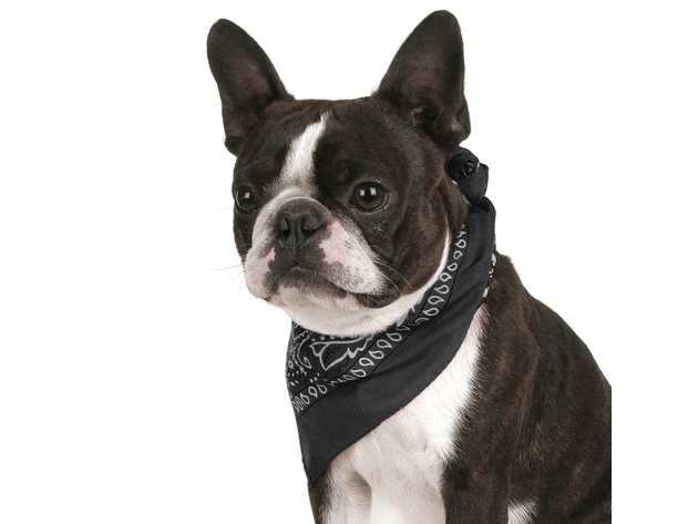 Pack of 4 Paisley Cotton Dog Bandana Triangle Shape  - One Size Fits Most - Black