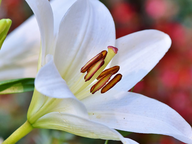 Mother's Day Special - Get 12-14 Mixed Day-lilies For Only $34.99 Shipped!