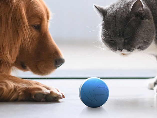 Wicked Ball: Interactive Dog Toy