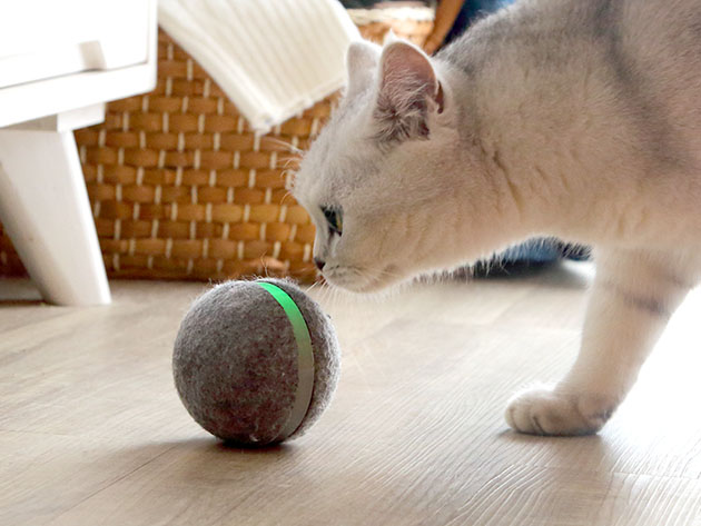 Wicked Ball: Interactive Toy for Cats