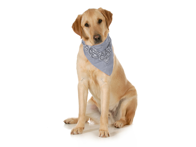3-Pack Paisley Cotton Dog Scarf Triangle Bibs  - XL and Washable - Grey