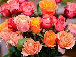 Mother's Day Special: Get 24 Farmer's Color Choice Long-Stem Roses for Just $24.99 + Shipping!