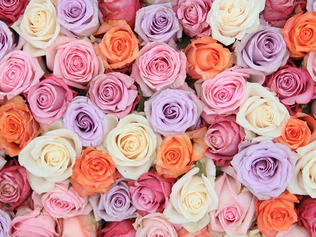 Mother's Day Special - Get 2 Dozen (24) Farmer's Color Choice Roses For Only $49.99 Shipped!