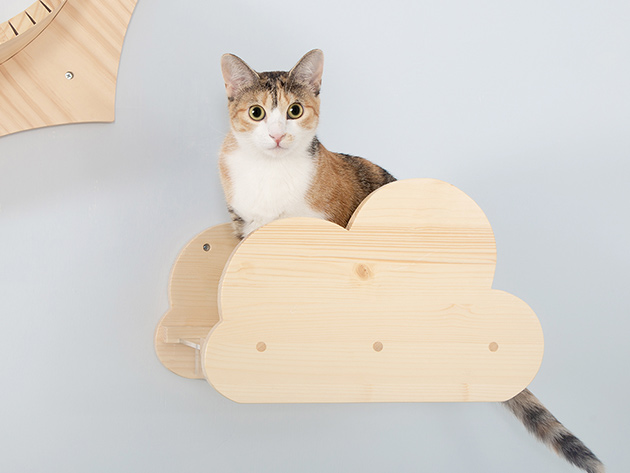 cat cloud shelf