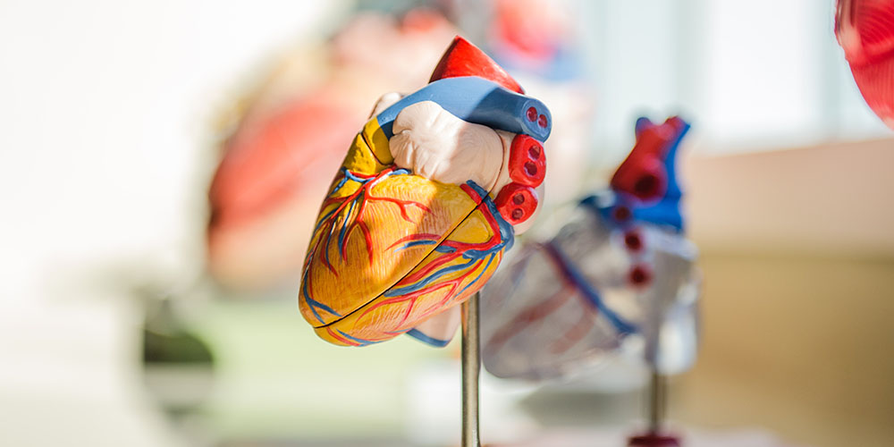 Introduction to the Cardiovascular System