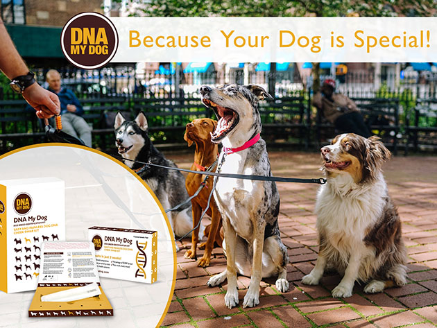 DNA My Dog NextGen: Canine Breed Identification PLUS Genetic Age Test