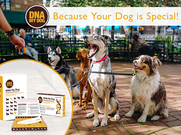 can a dna test tell a dogs age