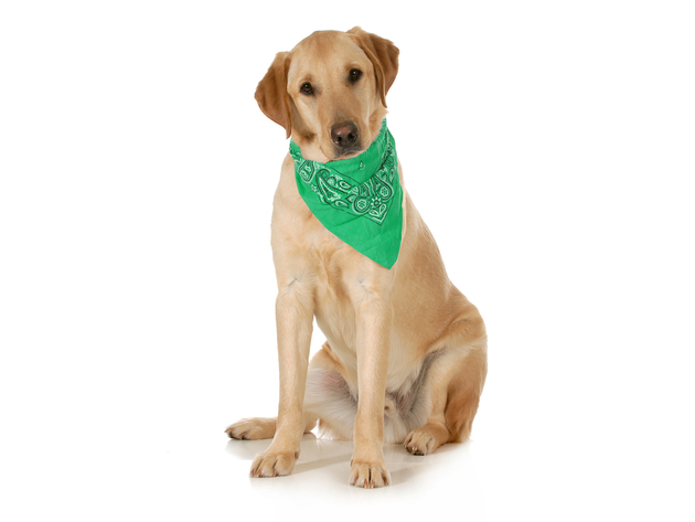 10-Pack Paisley Cotton Dog Scarf Triangle Bibs  - XL and Washable - Green
