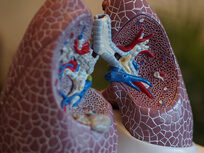 Introduction to the Respiratory System - Product Image
