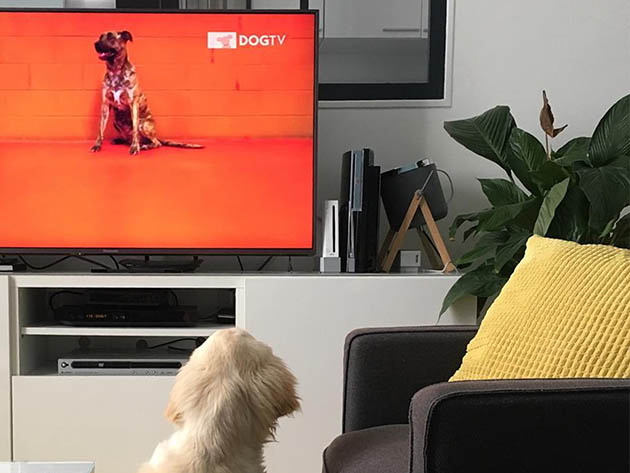 Lifetime of DogTV