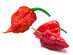Carolina Reaper & Ghost Pepper Chili Grow Kit
