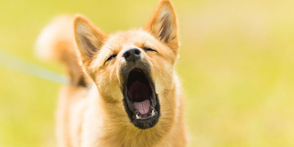 Stop Dog Barking: Easy Dog Training Methods - Product Image