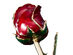 24K Gold Preserved Eternal Rose: Crimson Love