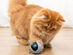 Smart & Interactive Self-Rotating Ball Cat Teaser