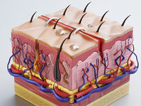 Integumentary System, Part 3: Diseases of the Skin - Product Image