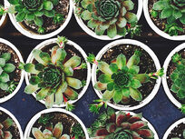 Gardening for Beginners: House Plants, Succulents, & Herbs - Product Image