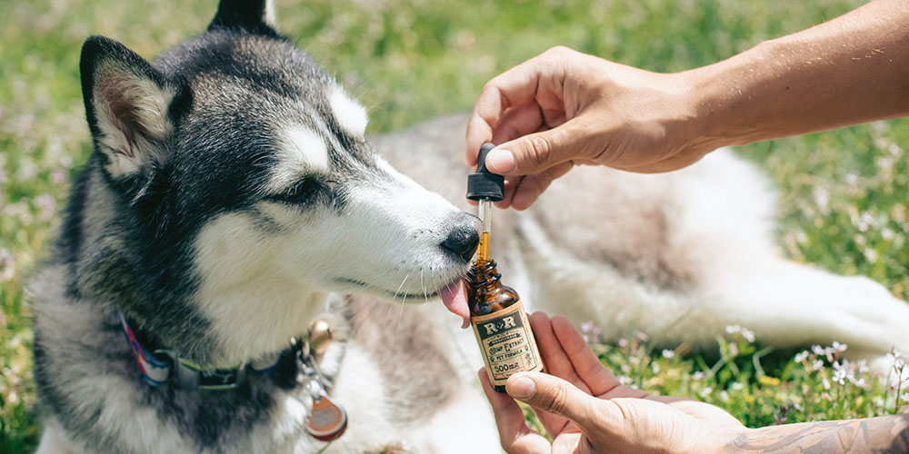 Natural Remedies for Health & Dog Training