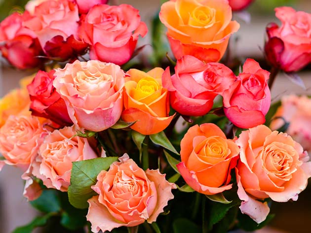 Mother's Day Special - Get 2 Dozen (24) Farmer's Color Choice Roses For Only $49.99 Shipped!