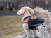 Heated Dog Vest with 5V Rechargeable Dual Port USB Battery (Large)