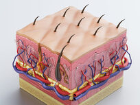 Medical Terminology of the Integumentary System - Product Image