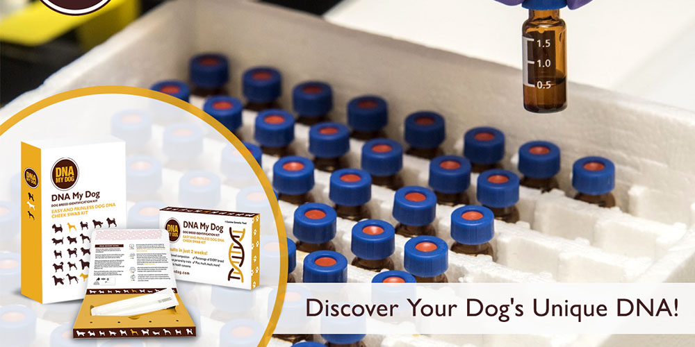 DNA My Dog Breed Identification Test Plus Full Genetic Screening